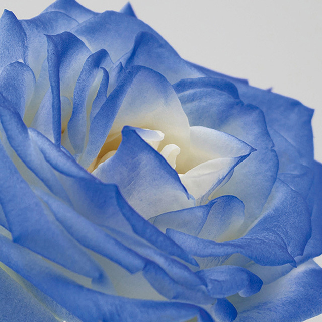 オアシス/Just for flowers(カラースプレー) デルフィニュームブルー 400ml/137 ｜ 丸石園芸B2B 問屋・卸売・卸